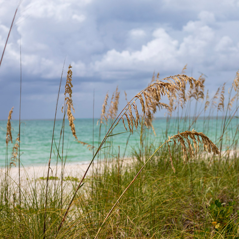 sea oats on the beach in Boca Grande, FL